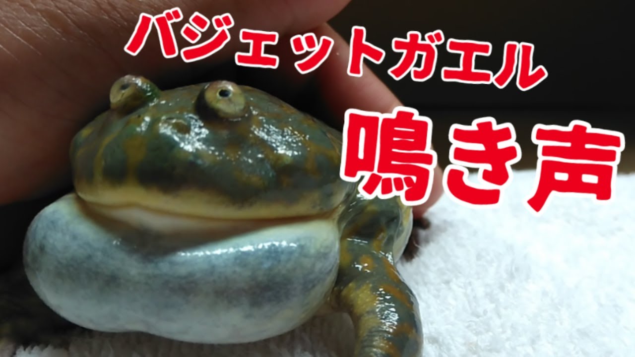 バジェットガエル鳴き声とアフウシ