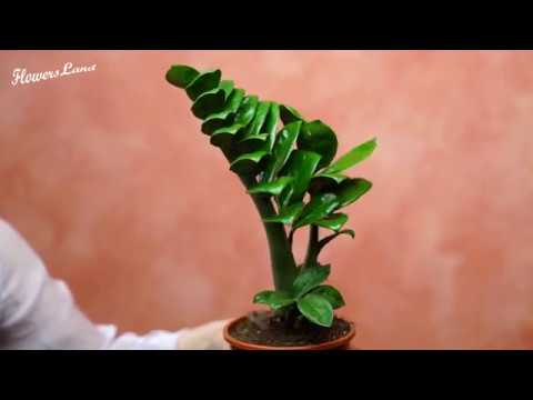 фото замиокулкас зензи, zamioculcas zenzi 60 см крупный 0