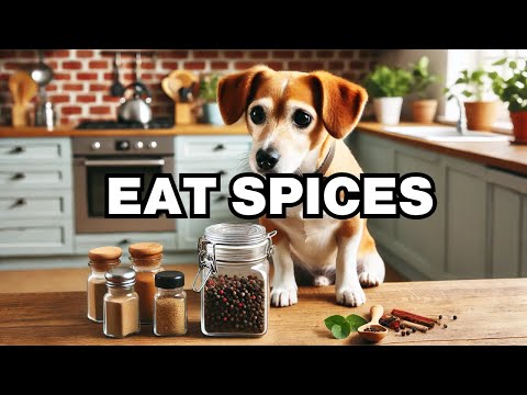 Can Dogs Eat Spices? Explained