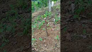 Download lagu perkembangan kopi lancur pandi sambung bulan satu, semoga berbuah lebat di lampung barat mp3