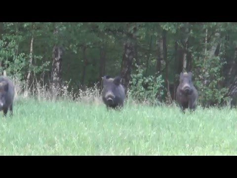 Sauen hochflüchtig und Bock erlegt! Fleeing Wildboars  and roe buck downed!
