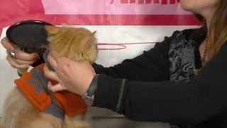 Using Olive Oil to Get Rid of Matted Fur on a Cat : Cat Care Tips