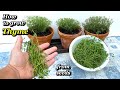 Growing Thyme from Seed to Harvest - Step by Step