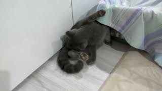 Kitten/cat licking her butt