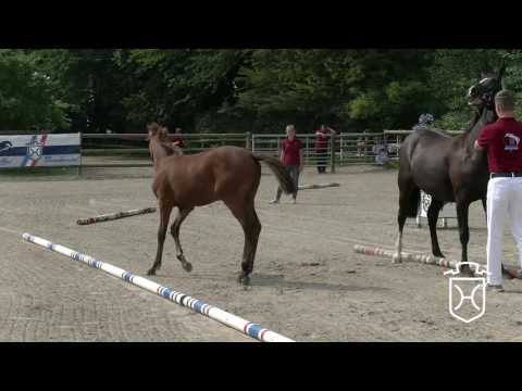 RD037 Hengstfohlen von Q-Verdi - Nekton - Cor de la Bryère