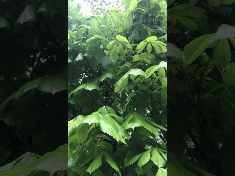 john bullfrost  dunter audio