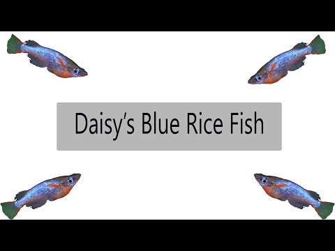 Daisy's Blue Rice Fish (What You Need To Know) Oryzias Wowrae