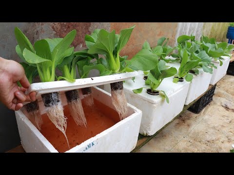 , title : 'Growing Hydroponic Vegetable Garden at Home - Easy for Beginners'