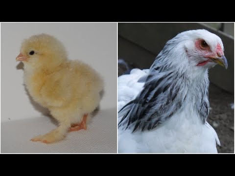 Entwicklung vom Brahma Küken zur erwachsenen Henne | Hühnerwachstum - vom Küken zum Huhn