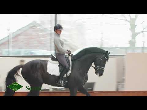 Secret - Gestüt W.M. 2019