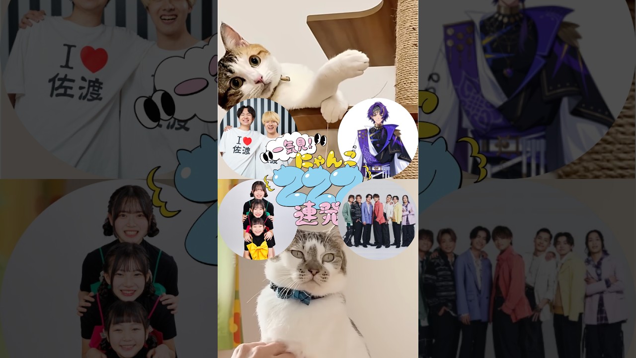 🐾クリエイターが反応！にゃんこ動画大連発🐾