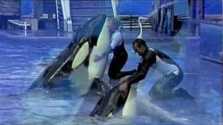 No Matter What It Takes // Orcas & Trainers
