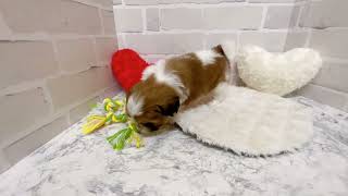 シーズーの動画01