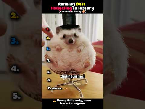 Ranking Best Hedgehog in History