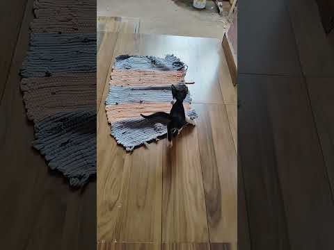 #cat #cats #catshorts #catlovers #catvideos #justforfun #justfunnyvideo