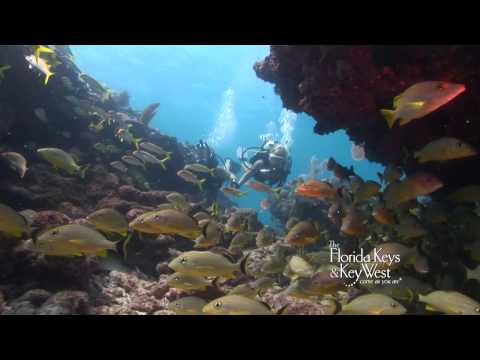 Dive The Florida Keys, Alligator Reef