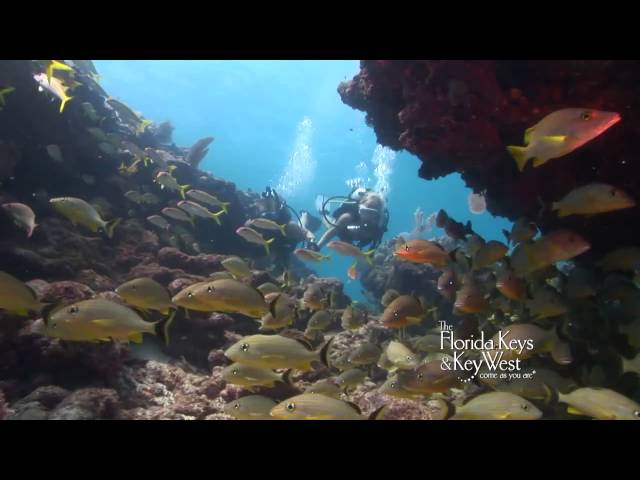 Dive The Florida Keys, Alligator Reef