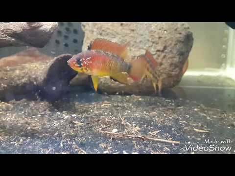 Apistogramma viejita