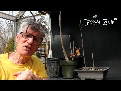 Repotting My Baobab Trees, The Bonsai Zone, April 2023