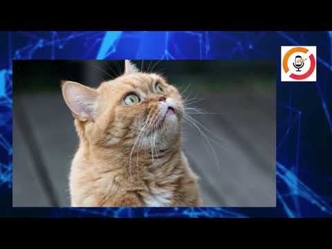 🚨 Conductor detenido por secuestro en La Araucanía