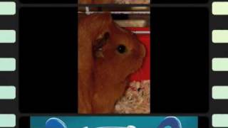 &quot;Screen Test&quot; Clifford T Ward