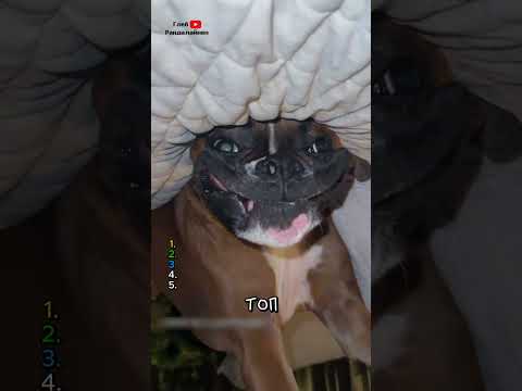 ТОП 5 самых смешных собак 🙃