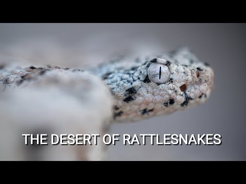 The Desert of Rattlesnakes - trailer (Living Zoology documentary from Arizona)