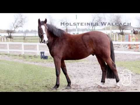 Holsteiner Wallach von Cardino - Cash and Carry - Feenspross xx - Silvester