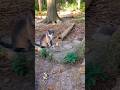 In Out Sneak Attack Gray Tabby Brothers Shorts