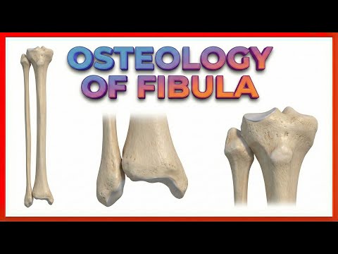 Osteology of Fibula: Gross Anatomy of Upper limb / USMLE Step 1