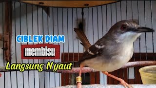 Download lagu Ciblek semi ciblek kristal sekali pancing langsung nyaut, pancingan ciblek agar bunyi mp3 Download lagu Ciblek semi ciblek kristal sekali pancing langsung nyaut, pancingan ciblek agar bunyi mp3