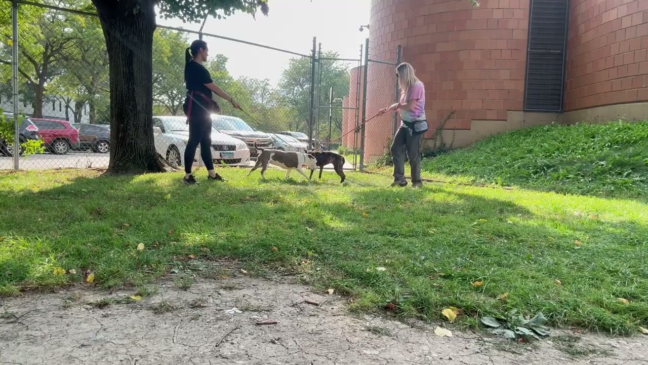 Melina's Leash Test 2