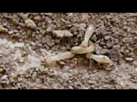 Subterranean Termites Found in the Crawl Space in Barnegat, NJ