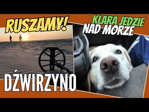 (179) LABRADOR on vacation (1). DŹWIRZYNO Hamburger at the Baltic Station. Search on the beach...