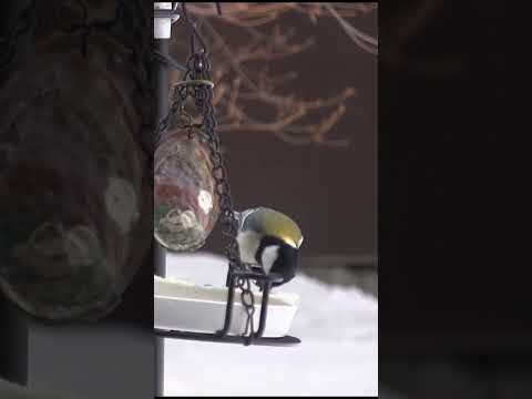 冬にシジュウカラはどこにいますか？渡り鳥なのでしょうか？  庭園