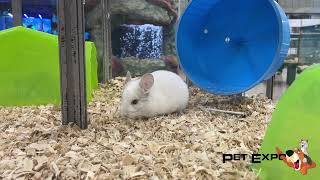 Very Cute White Chinchilla