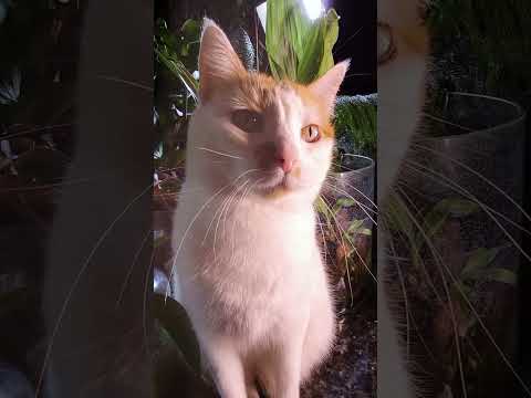 🐱My Big Cat Family - Jiulia  #short #shortvideo #shortscatsvideos #cats #cat #cutecats