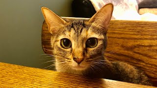 love cat / 猫が遊んでくれない