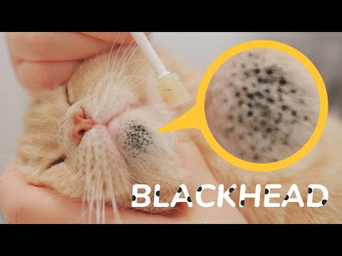 Cleaning Cat's Blackhead  - My Secret Weapon For Cat Acne - No One Has Ever Recommended It 👍👍