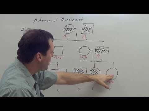 Autosomal Dominant Pedigree