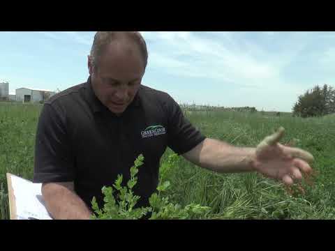 Birdsfoot Trefoil | Dale Strickler