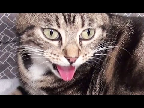 Cat Panting