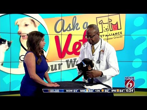 'Ask a Vet' - Cats and Scabies