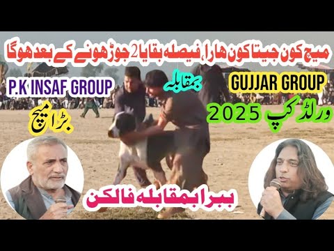 Pakistani Champion Bully Dogs, Falcon & Babra — Pride of the Wild | p.k insaf vs gujjar group