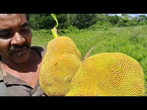 SÍTIO CAPIM DE CHEIRO DE BONITO PERNAMBUCO 