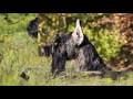 Schnauzer Gigante - Schnauzer Gigante / Raza de Perro