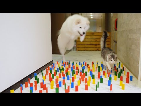 Cat vs Dog: Who Will Win the Domino Challenge?