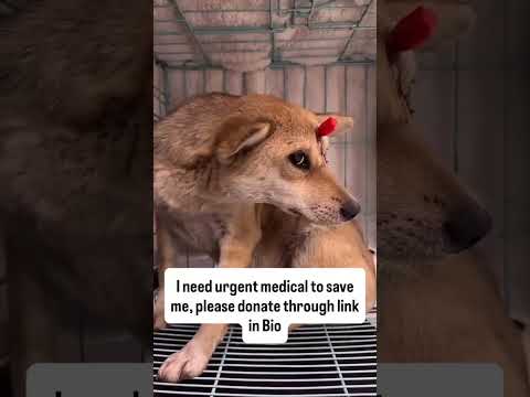 Please 💔 [Donate on the Link in Bio]🙏#usa #canada #uk  #australia #germany #florida #unitedstates