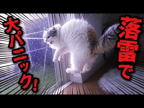 Here's how cats reacted when lightning struck in the neighborhood.