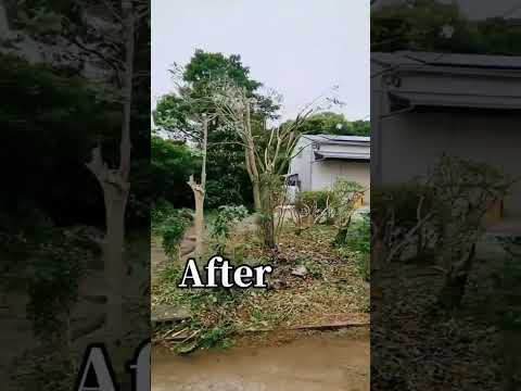 秋に剪定する果樹はどれ？庭師が教えるメンテナンス成功の秘訣！  庭園